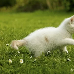 Cat Kitten playing in the grass