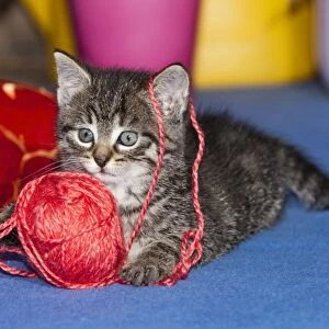 Cat - kitten playing with wool ball - Lower Saxony - Germany