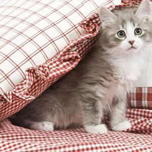 Cat - kitten with red cushions & material