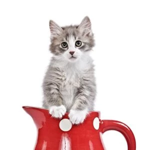 Cat - kitten in red jug