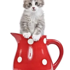 Cat - kitten in red jug