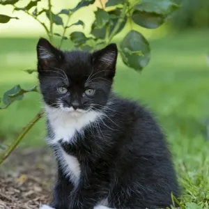 Cat - kitten resting on rose bed - Lower Saxony - Germany Cat - kitten resting on rose bed - Lower Saxony - Germany