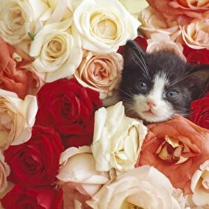 Cat - kitten in roses