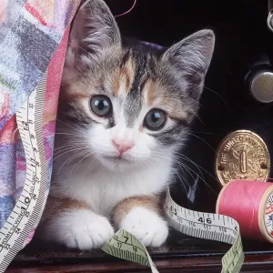 Cat - Kitten with sewing machine and tape measure Cat - Kitten with sewing machine and tape measure