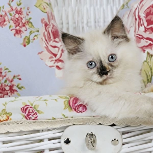 CAT. Kitten sitting in basket