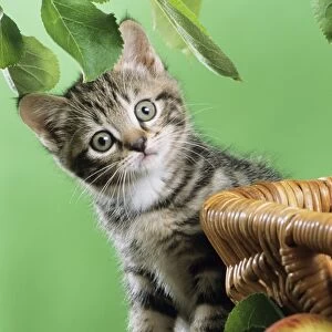 Cat - kitten sitting by basket and apple