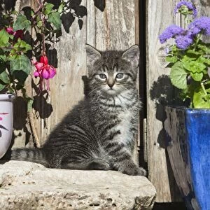 Cat - kitten sitting in front of garden shed - Lower Saxony - Germany