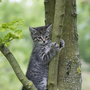 Cat - kitten sitting in tree - Lower Saxony - Germany
