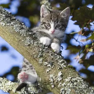 Cat - kitten sitting in tree - Lower Saxony - Germany Cat - kitten sitting in tree - Lower Saxony - Germany