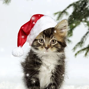 CAT. Kitten in snow weairing a red Christmas Santa hat