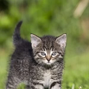 Cat - kitten walking across lawn - Lower Saxony - Germany