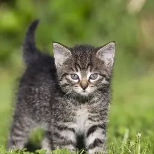 Cat - kitten walking across lawn - Lower Saxony - Germany Cat - kitten walking across lawn - Lower Saxony - Germany
