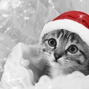 Cat - kitten wearing Christmas hat Digital Manipulation: Hat JD, B&W, sparkles, repalced left eye