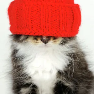 Cat - Kitten wearing red hat over eyes