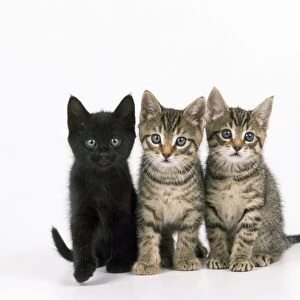Cat - three kittens