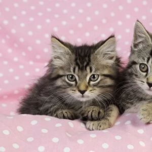 Cat. Kittens (7 weeks old) on pink background