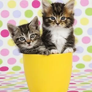 Cat. Kittens (7 weeks old) sitting in cup