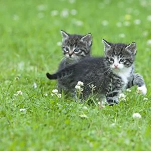 Cat - two kittens alert on lawn - Lower Saxony - Germany