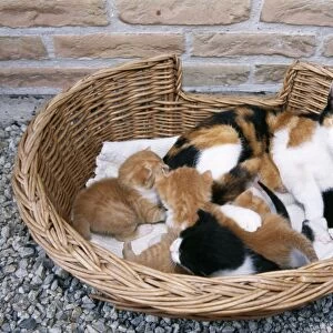 Cat With kittens in basket