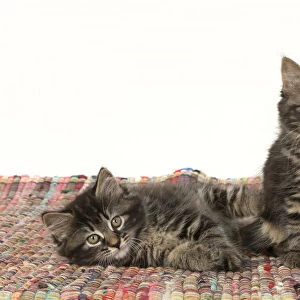 CAT. Kittens, brown tabby (8 weeks old ) sitting together on a multi coloured matt