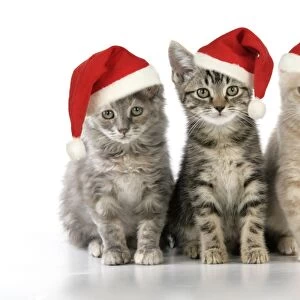 CAT. three kittens - in Christmas hats Digital Manipulation: Hats (JD)