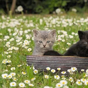 Cat - Kittens in garden