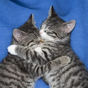Cat - two kittens lying together asleep on blanket - Lower Saxony - Germany Cat - two kittens lying together asleep on blanket - Lower Saxony - Germany