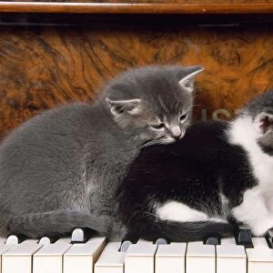 Cat - kittens on piano