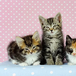Cat - Kittens on pink background