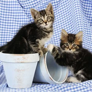 Cat. Kittens in plant pots