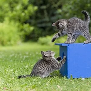Cat - two kittens playing in garden - Lower Saxony - Germany