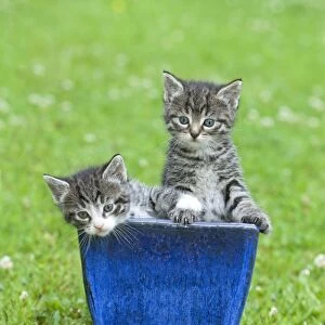 Cat - two kittens playing in plant pot on lawn - Lower Saxony - Germany