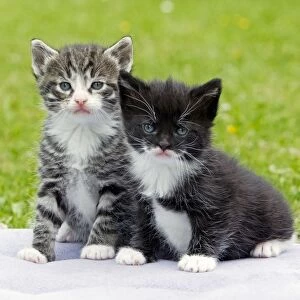 Cat - two kittens sitting together - in garden - Lower Saxony - Germany