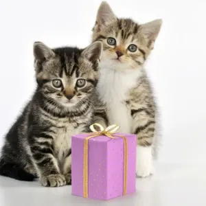 CAT - Kittens sitting together with present Manipulation: present (JD) CAT - Kittens sitting together with present Manipulation: present (JD)