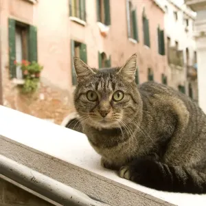 Cat - on ledge - Venice - Italy Cat - on ledge - Venice - Italy