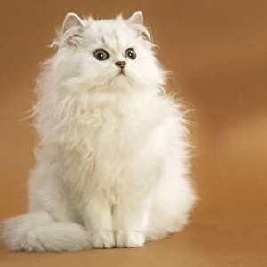 Cat - long-haired Persian Chinchilla