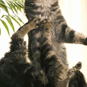 Cat - two Main Coon cats playing