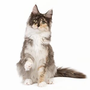 Cat - Maine Coon - 7 month old Black tortie smoke & white in studio