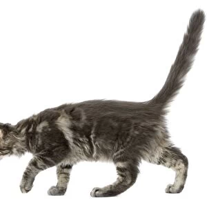 Cat - Maine Coon blue blotched tabby in studio