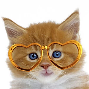 Cat - Maine Coon kitten wearing gold heart shaped glasses