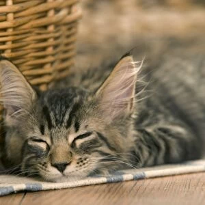 Cat - Maine Coon - Lying down asleep