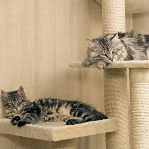 Cat - Two Maine Coons asleep on platform ontop of scratching post