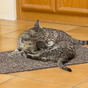 Cat - mother licking kitten in kitchen - Lower Saxony - Germany