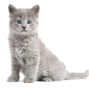 Cat - Nebelung Kitten Cat - Nebelung Kitten
