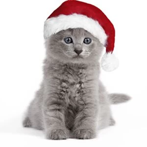 Cat - Nebelung kitten wearing Christmas hat Digital Manipulation: Hat (Su)