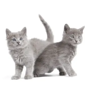 Cat - Nebelung Kittens Cat - Nebelung Kittens