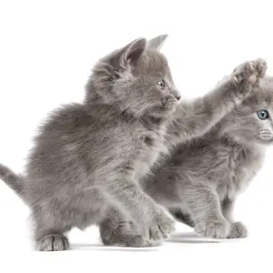 Cat - Nebelung Kittens Cat - Nebelung Kittens