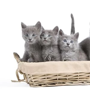 Cat - Nebelung Kittens in basket