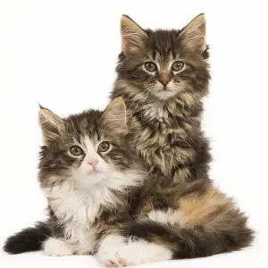 Cat - Norwegian Forest Cat kittens Cat - Norwegian Forest Cat kittens