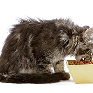Cat - Norwegian forest kitten eating dried catfood from a bowl